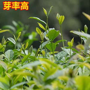 茶叶种籽绿茶正山小种正宗早春龙井碧罗春白茶红茶籽油茶树种子