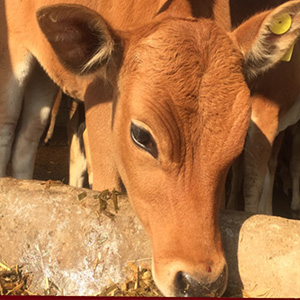 出售改良黄牛小肉牛犊三五元杂交小牛苗活体西门塔尔3-6个月技术