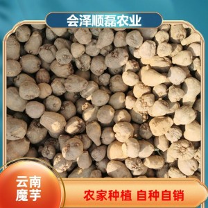 一站式批发采购 农家鲜魔芋 100g 质量稳定 质量保证 顺磊农业
